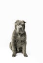 Adorable Shar Pei puppy isolated on the white background. Dark grey Sharpei 3 years old dog Royalty Free Stock Photo
