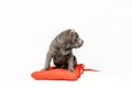 Adorable Shar Pei puppy isolated on the white background. Dark grey Sharpei 3 years old dog sitting on the red pillow. Happy Royalty Free Stock Photo