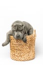 Adorable Shar Pei puppy sitting in a straw wicker basket isolated on the white background. Dark grey Sharpei dog. Copy space for a Royalty Free Stock Photo