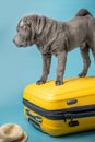 Adorable Shar Pei puppy standing on the yellow suitcase on the blue background. Dark grey Sharpei dog with straw hat. Travelling Royalty Free Stock Photo