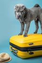 Adorable Shar Pei puppy standing on the yellow suitcase on the blue background. Dark grey Sharpei dog with straw hat. Travelling Royalty Free Stock Photo