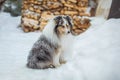 Adorable sheltie dog sitting on the white snow in the yard Royalty Free Stock Photo