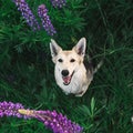 Adorable Shepherd dog sitting in tall grass