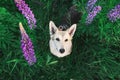 Adorable Shepherd dog sitting in tall grass