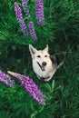 Adorable Shepherd dog sitting in tall grass