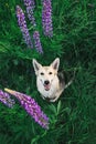 Adorable Shepherd dog sitting in tall grass