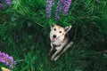 Adorable Shepherd dog sitting in tall grass