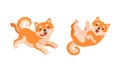 Adorable Shiba Inu Dog Activities Set, Akita Inu Puppy Playing and Resting Cartoon Vector Illustration