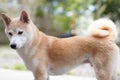 Adorable shiba inu dog standing in a city street.