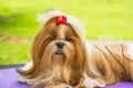 Adorable Shih Tzu dog lying in grooming table in park