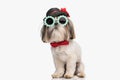 adorable shih tzu dog wearing hat, sunglasses and bowtie and sitting Royalty Free Stock Photo