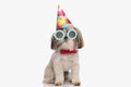 adorable shih tzu pup with party hat, sunglasses and red bowtie Royalty Free Stock Photo