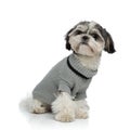 Adorable shih tzu wearing grey sweater sitting Royalty Free Stock Photo