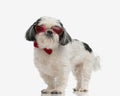 adorable shih tzu wearing heart sunglasses and bowtie Royalty Free Stock Photo