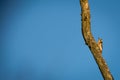 Adorable shore lark (Eremophila alpestris) perched on a tree branch