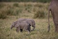 Adorable shot of baby elephants playing with each other with their trunks behind their mother Royalty Free Stock Photo