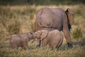 Adorable shot of baby elephants playing with each other with their trunks behind their mother Royalty Free Stock Photo