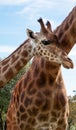 The picture with the neck of the mother giraffe and her baby Royalty Free Stock Photo