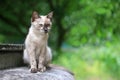 Adorable siamese cat kitten. Royalty Free Stock Photo