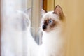 Adorable siamese kitten Royalty Free Stock Photo