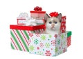 Adorable Siamese kitten peaking out of a Christmas present, isolated Royalty Free Stock Photo
