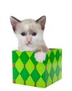 Adorable siamese kitten sitting in a Christmas present, isolated Royalty Free Stock Photo