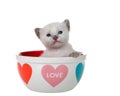 Adorable siamese kitten in a Valentine`s Day love mug Royalty Free Stock Photo