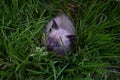 Adorable Siamese kitten with vivid blue eyes peeking out from the lush green grass Royalty Free Stock Photo