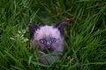 Adorable Siamese kitten with vivid blue eyes peeking out from the lush green grass Royalty Free Stock Photo