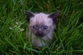 Adorable Siamese kitten with vivid blue eyes peeking out from the lush green grass Royalty Free Stock Photo