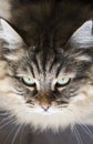 Adorable siberian cat face, hypoallergenic kitten with brown tabby hair