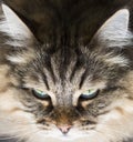 Adorable siberian cat foreground, long haired hypoallergenic kitten Royalty Free Stock Photo