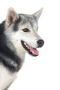 Adorable siberian dog Royalty Free Stock Photo