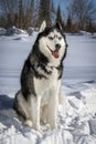 Adorable siberian husky dog breed in evening, in winter sunny forest Royalty Free Stock Photo