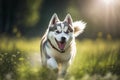 Adorable siberian husky dog running on a sunny day with blur background. generative AI