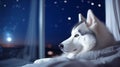 adorable Siberian Husky looking to the starry sky from window. Generative AI