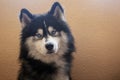 Adorable siberian husky sitting and looks at camera with his bright blue eyes.