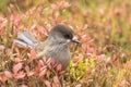 Adorable Siberian jay, Perisoreus infaustus Royalty Free Stock Photo