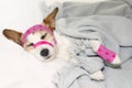 ADORABLE SICK DOG SLEEPING OR RESTING ON BED WITH PINK AND HEART Royalty Free Stock Photo