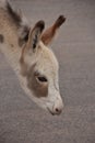 Side Profile of a Spotted Baby Burro