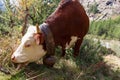 Adorable silky brown skinned cow with big white eyelashes eyes and large metal bell on her neck nibbles Royalty Free Stock Photo