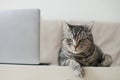 Adorable silver tabby shorthair cat lying, relaxing and sleeping in living room at home