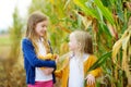 Adorable sisters playing in a corn field on beautiful autumn day. Pretty children holding cobs of corn. Harvesting with kids.