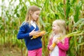 Adorable sisters playing in a corn field on beautiful autumn day. Pretty children holding cobs of corn. Harvesting with kids.