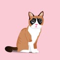 Adorable sitting brown cat on pink background