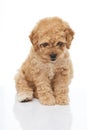 Adorable sitting brown poodle puppy