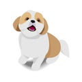 Adorable sitting brown and white dog with shadow on white background