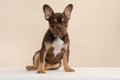 Adorable sitting french bulldog puppy looking at the camera with its tongue sticking out on a cream colored background