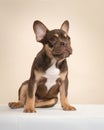 Adorable sitting french bulldog puppy looking up on a cream colored background in a vertical image