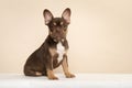 Adorable sitting french bulldog puppy seen from the side looking at the camera on a cream colored background